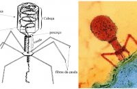 Caxumba e Uma bacteria ou um virus