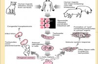 Rubella virus transmission